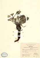 藏品(玉山金梅)的圖片